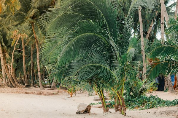 Quels sont les meilleurs itinéraires pour une randonnée dans les montagnes de l'Atlas, Algérie?